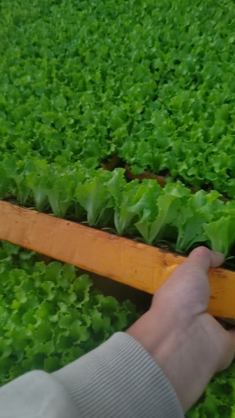 鸡窝菜苗/基地直发/货源充足/云南昆明产区直发