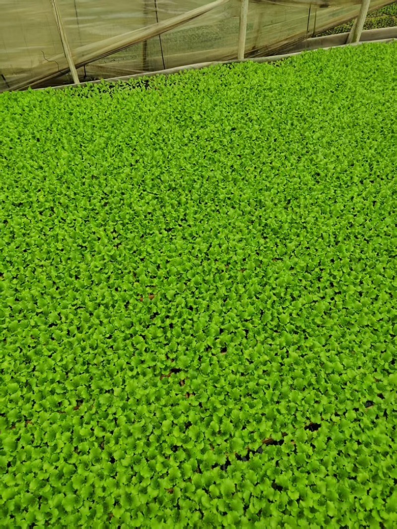 鸡窝菜苗/基地直发/货源充足/云南昆明产区直发