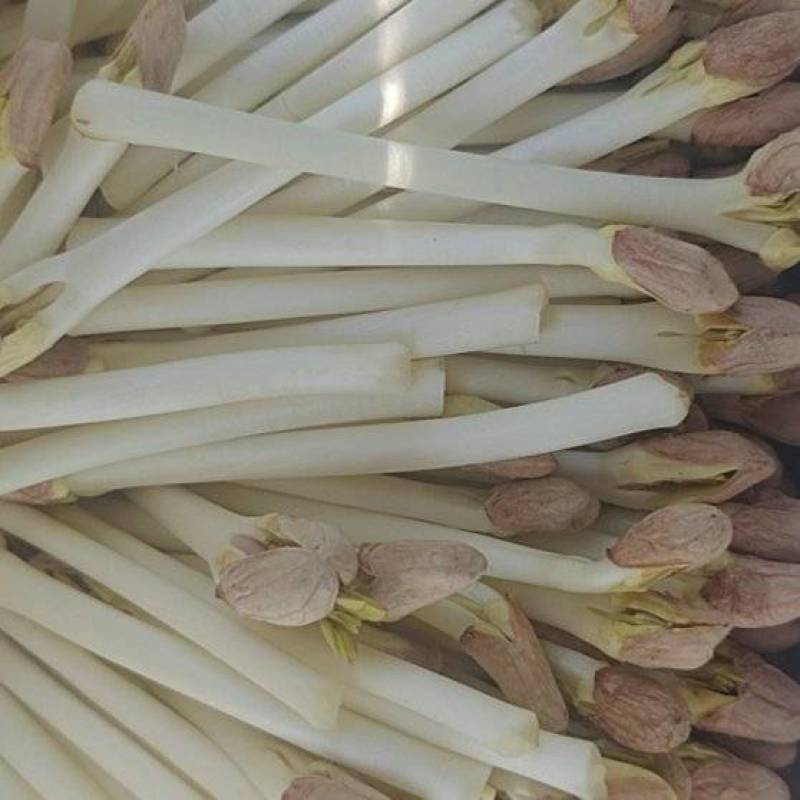 精品花生芽
