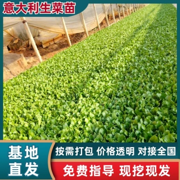 意大利生菜苗/基地直发/货源充足/欢迎选购/大量有货