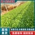 意大利生菜苗/基地直发/货源充足/欢迎选购/大量有货