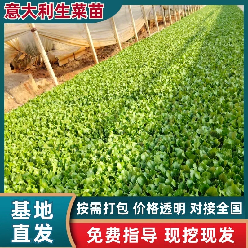 意大利生菜苗/基地直发/货源充足/欢迎选购/大量有货