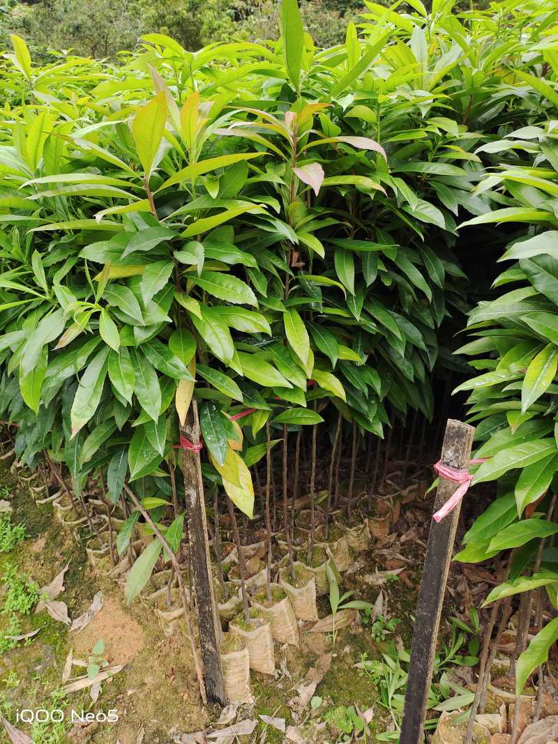 木荷杯苗，木荷苗，