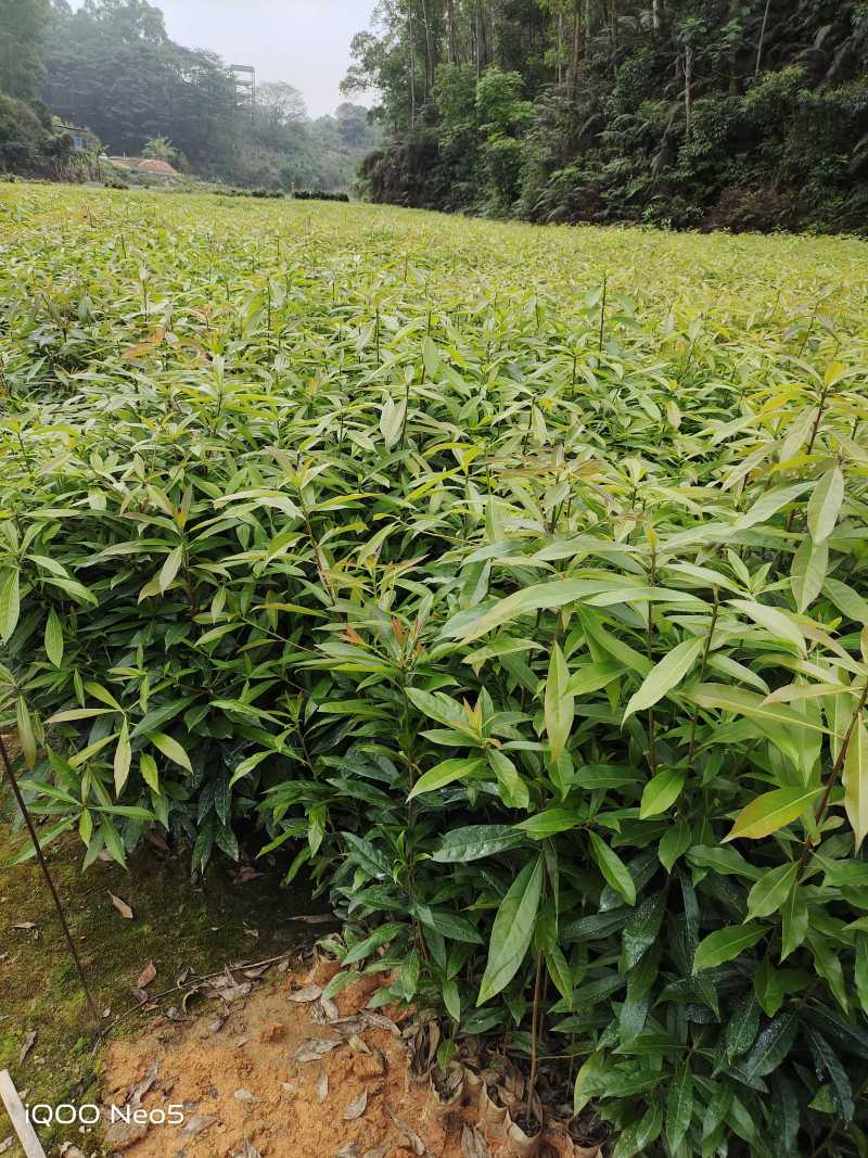 木荷杯苗，木荷苗，