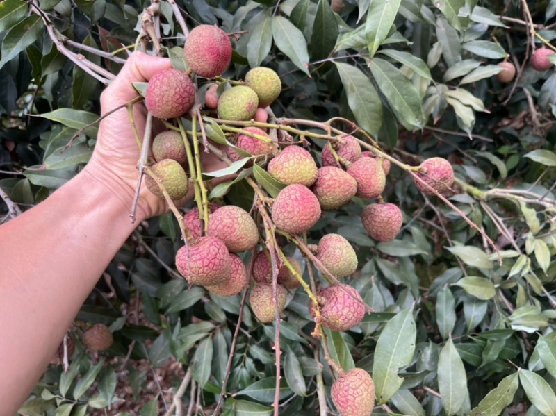广东荔枝科技1号新鲜现摘