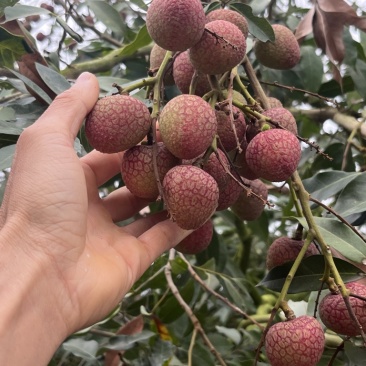广东荔枝科技1号新鲜现摘