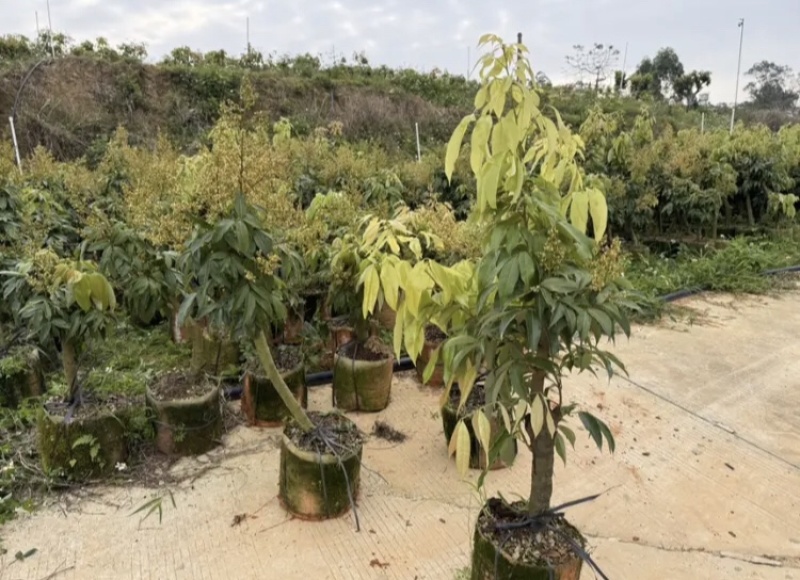 【好评超多】妃子笑荔枝苗高压苗酸甜爆汁果皮薄基地直供