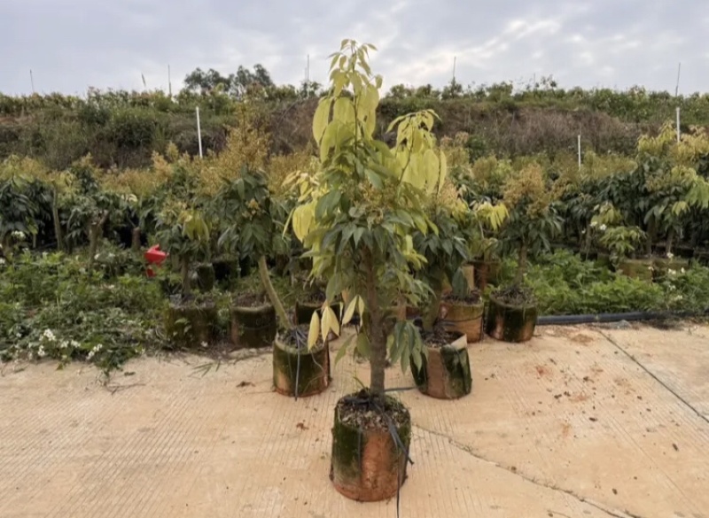【好评超多】妃子笑荔枝苗高压苗酸甜爆汁果皮薄基地直供