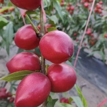 中油4号油桃
