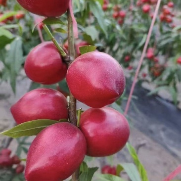 中油4号油桃