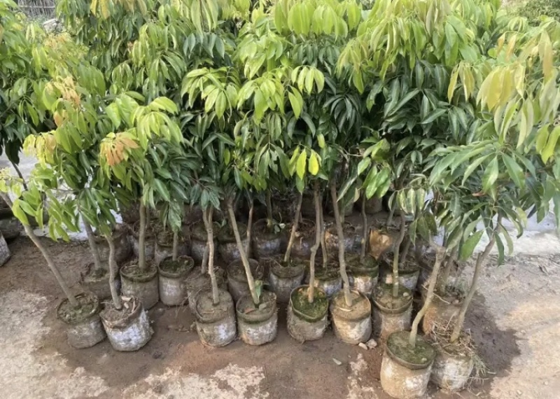 贡品仙进奉荔枝嫁接苗，4年嫁接苗、1.6~2公分杯苗