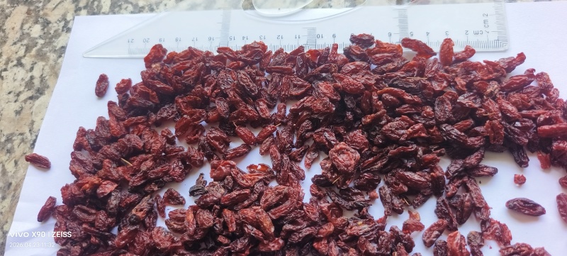 河南山茱萸