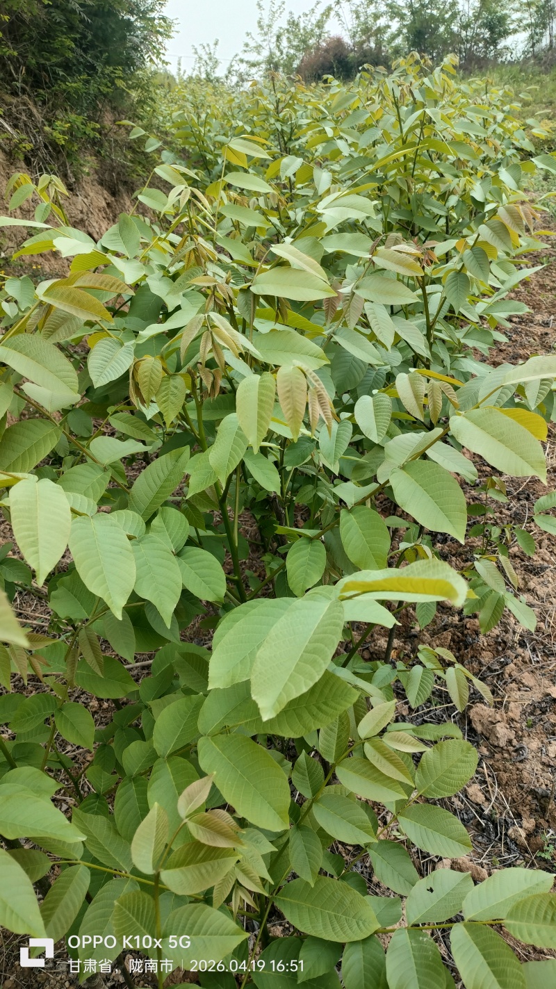 嫁接核桃苗
