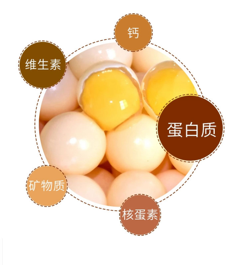 江西无精甲鱼蛋现挖现发支持电商一件代发整车供应