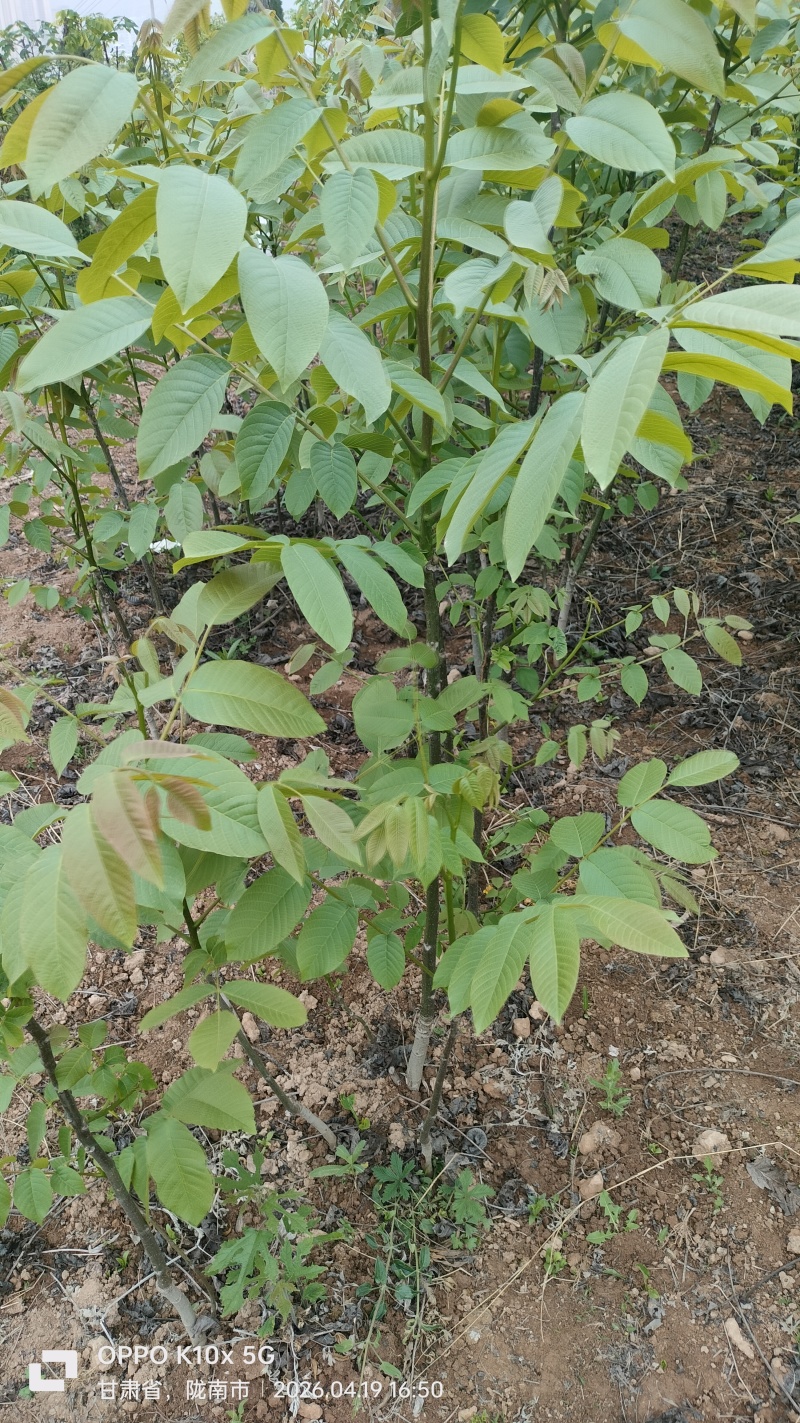 嫁接核桃苗
