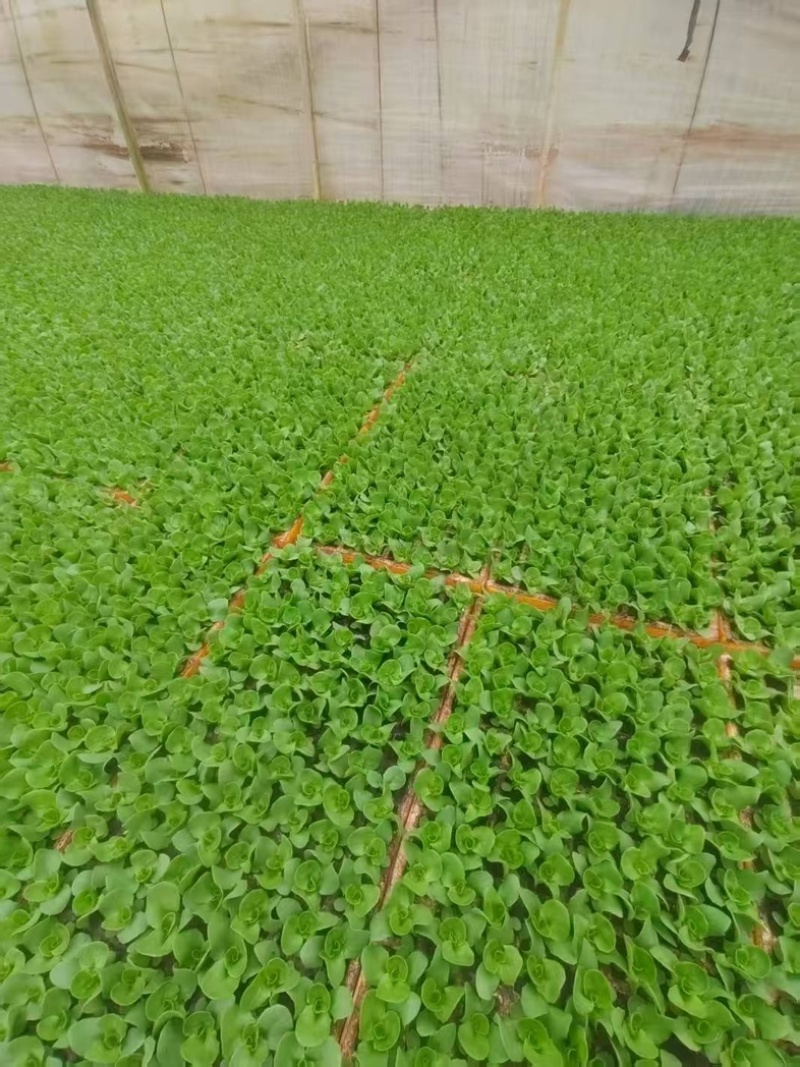 奶油生菜苗/云南昆明基地直发/货源充足/关迎采购