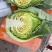 精品小包菜