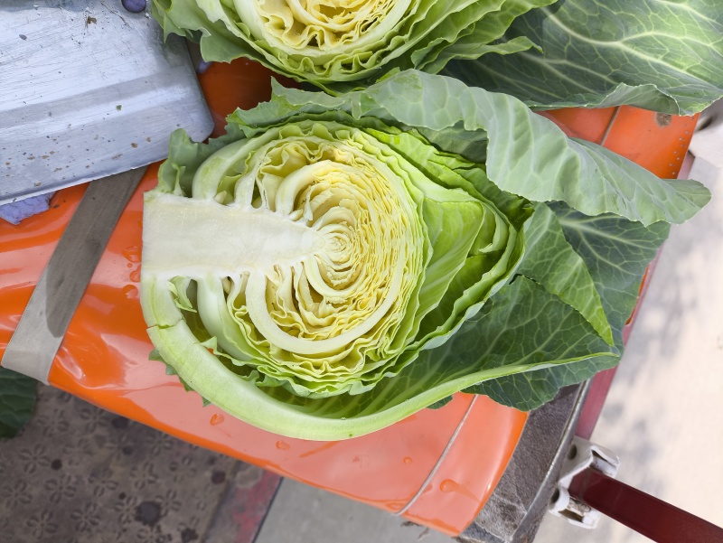 精品小包菜