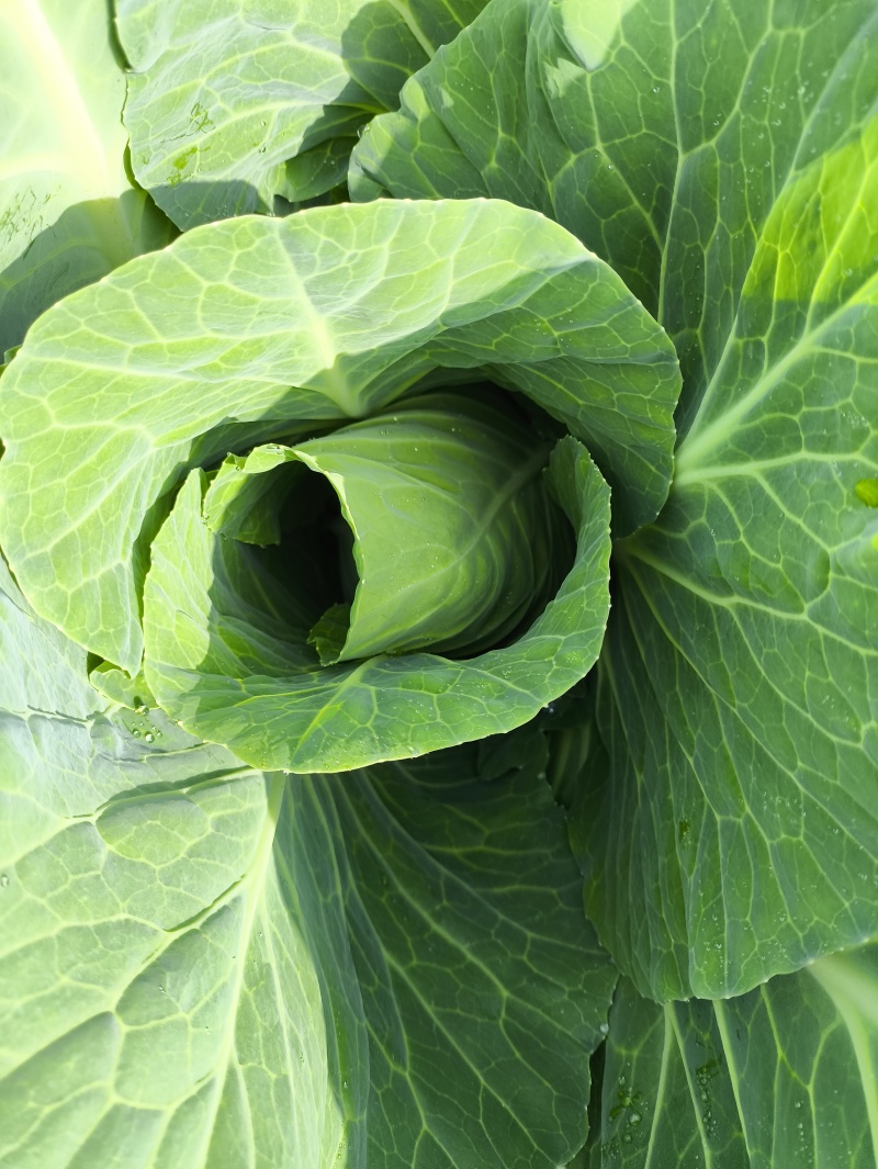 精品小包菜