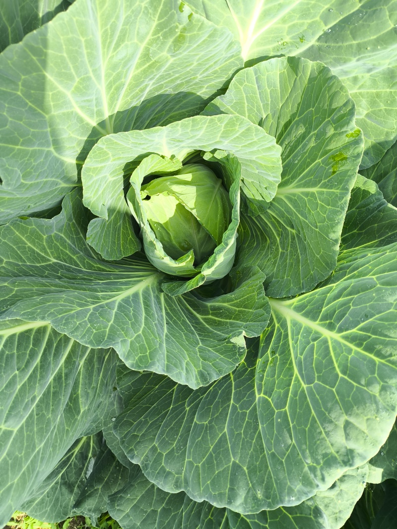 精品小包菜