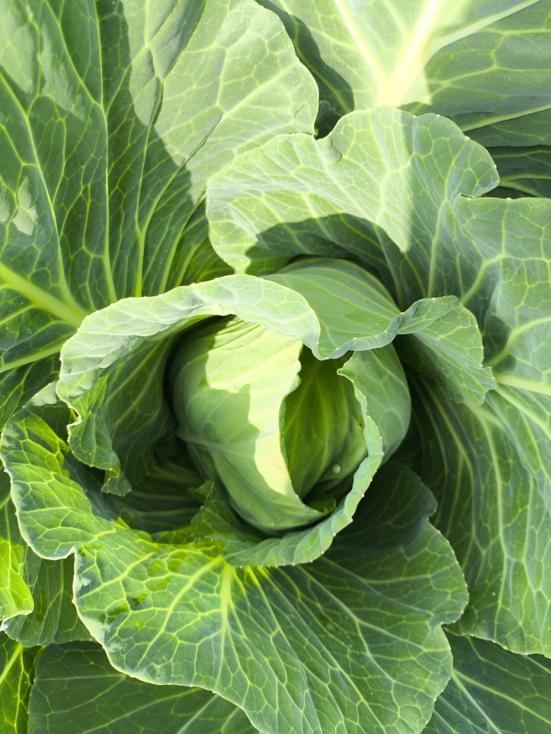 精品小包菜
