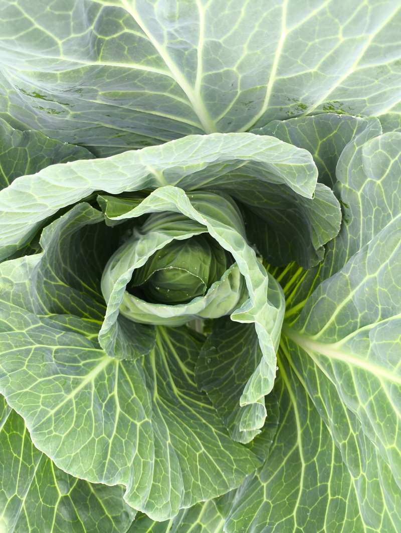 精品小包菜
