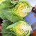 精品小包菜