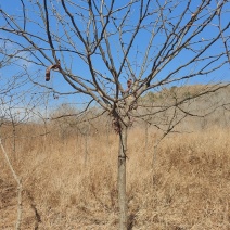 清地皂角树，2万棵左右，胸径10-18cm，自己采挖可谈