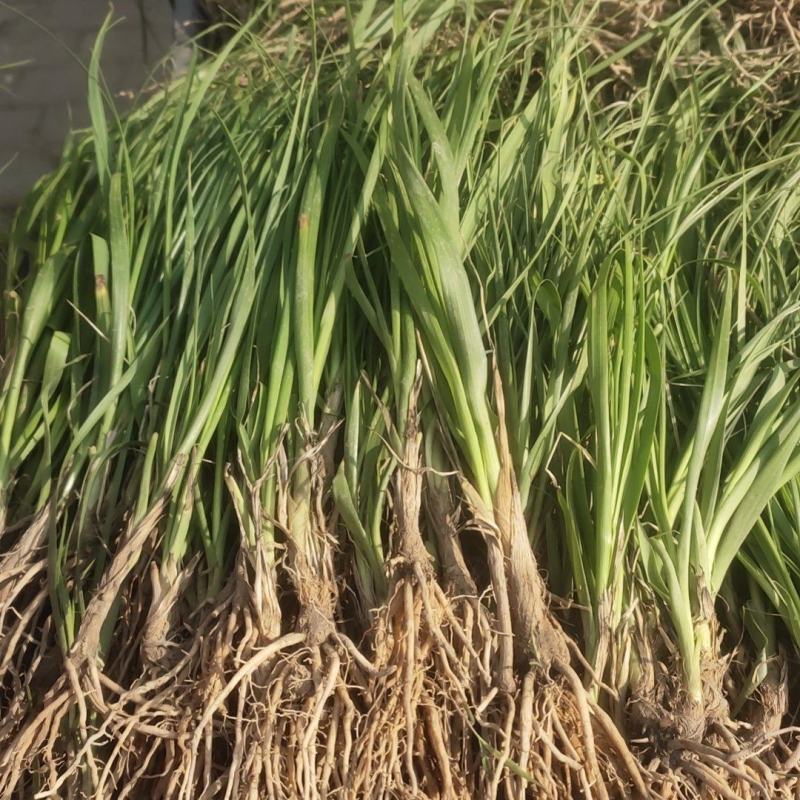 中药材知母苗好种植易管理全流程跟踪服务
