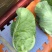 精品小包菜