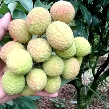 白糖罂荔枝