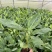 桂蕉一号香蕉苗,把型好产量高