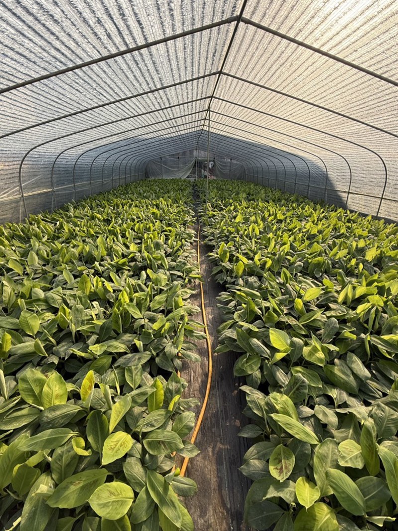 桂蕉一号香蕉苗，把型好产量高