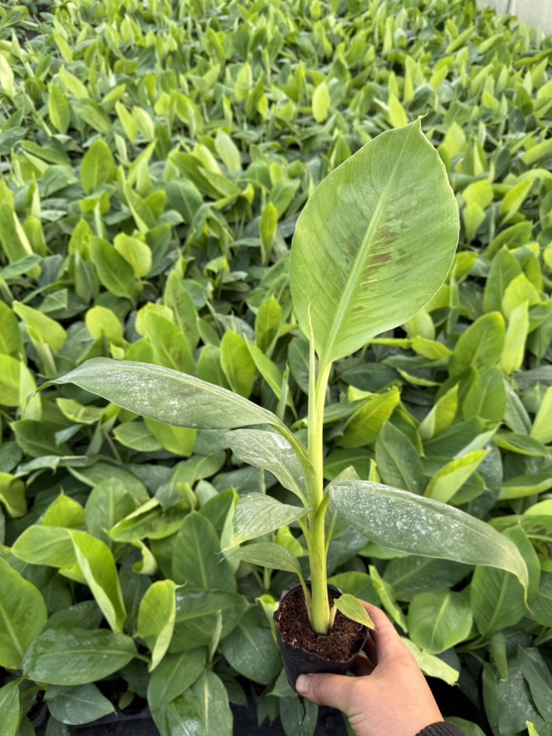 桂蕉一号香蕉苗，把型好产量高