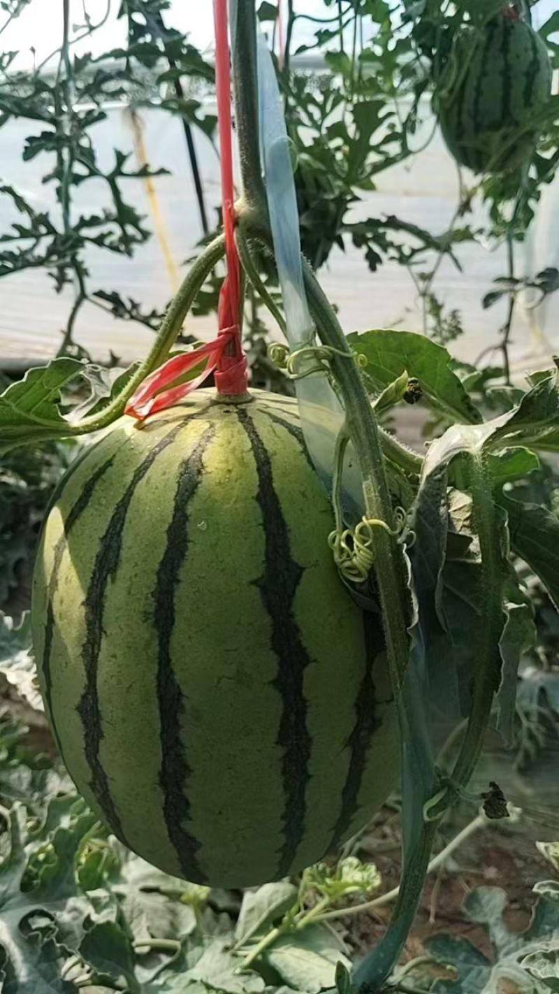 陕西蒲城吊篮西瓜开始上市