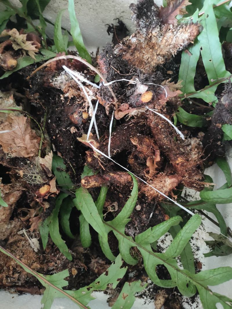 骨碎补家里面到处都是大量