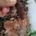 骨碎补家里面到处都是大量