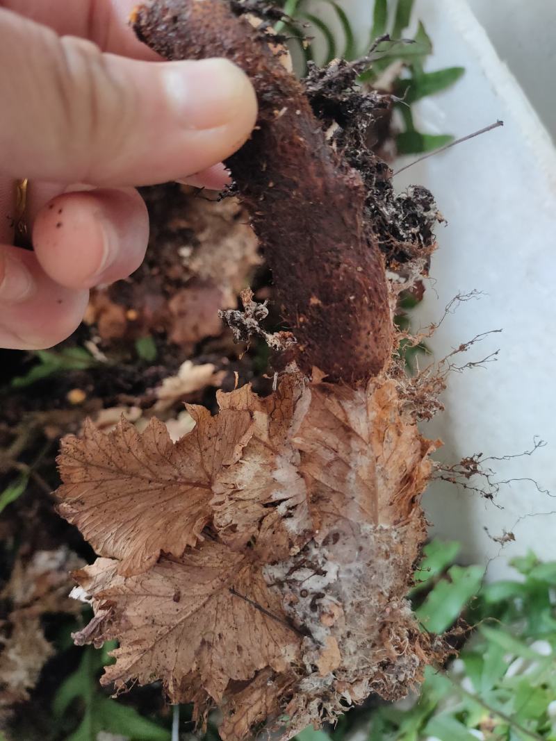 骨碎补家里面到处都是大量