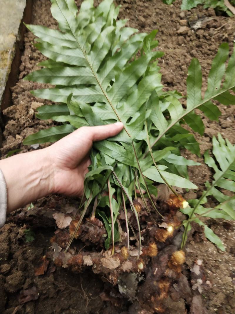 骨碎补家里面到处都是大量