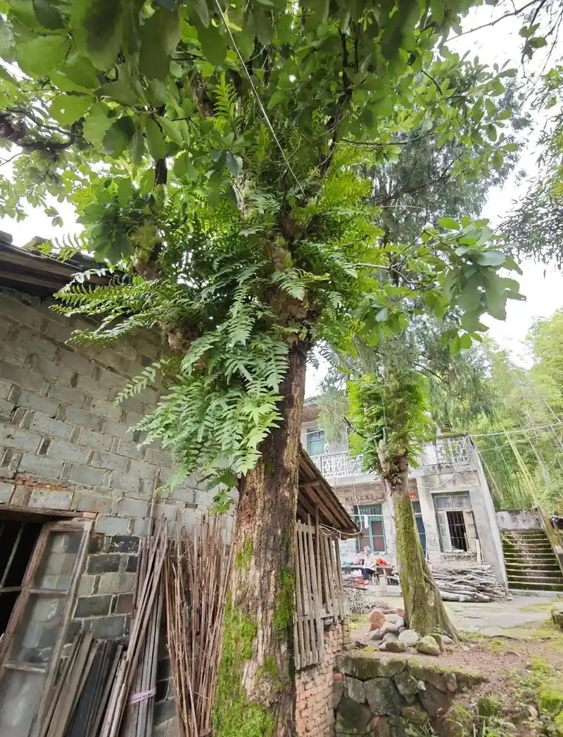 骨碎补家里面到处都是大量
