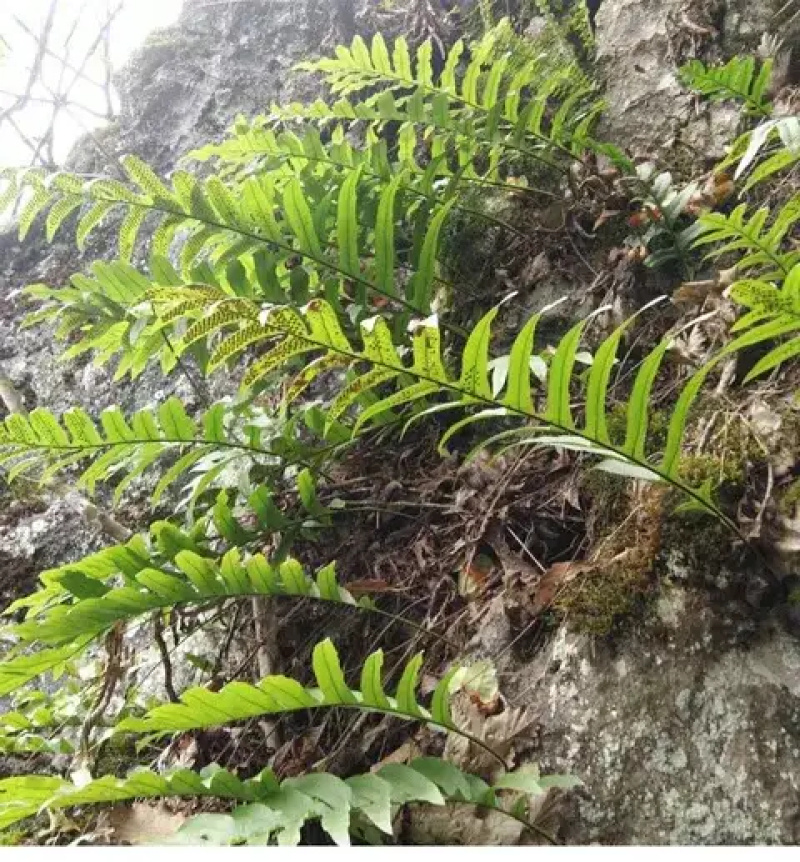 骨碎补家里面到处都是大量