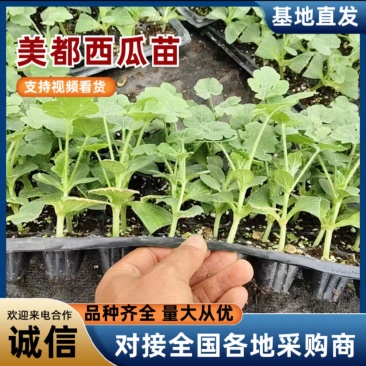 宿州西瓜苗,根系发达,三叶一心正好移栽,需要的联系
