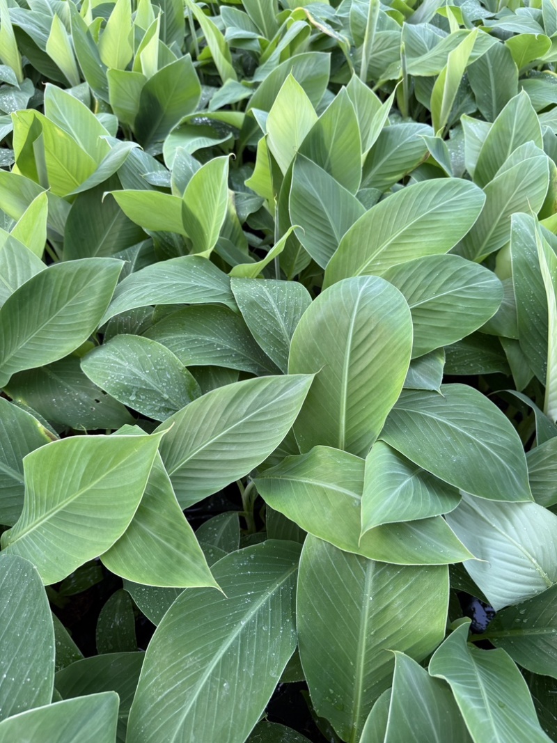 西贡蕉苗，金粉一号根茎粗壮根系发达适合气候暖地区种植