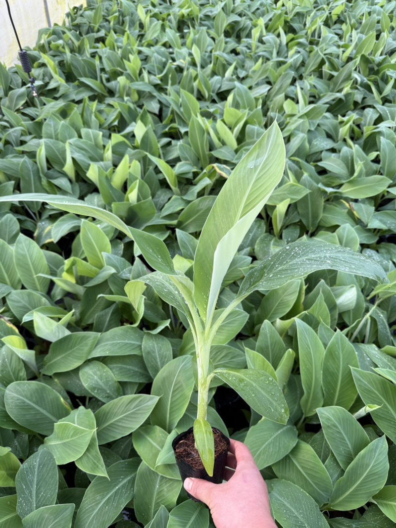 西贡蕉苗，金粉一号根茎粗壮根系发达适合气候暖地区种植