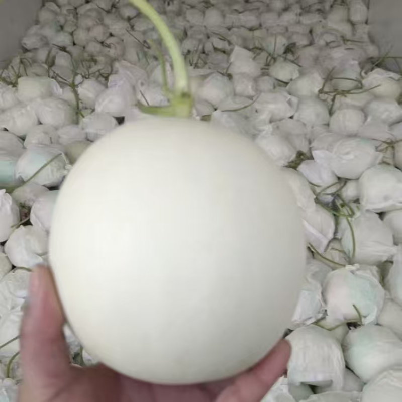 精品玉姑甜瓜大量上市品质保证量大从优一手货源