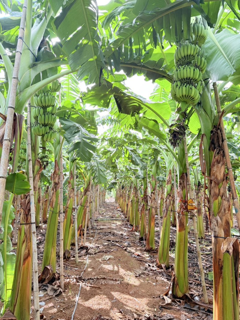 西贡蕉苗，金粉一号根茎粗壮根系发达适合气候暖地区种植