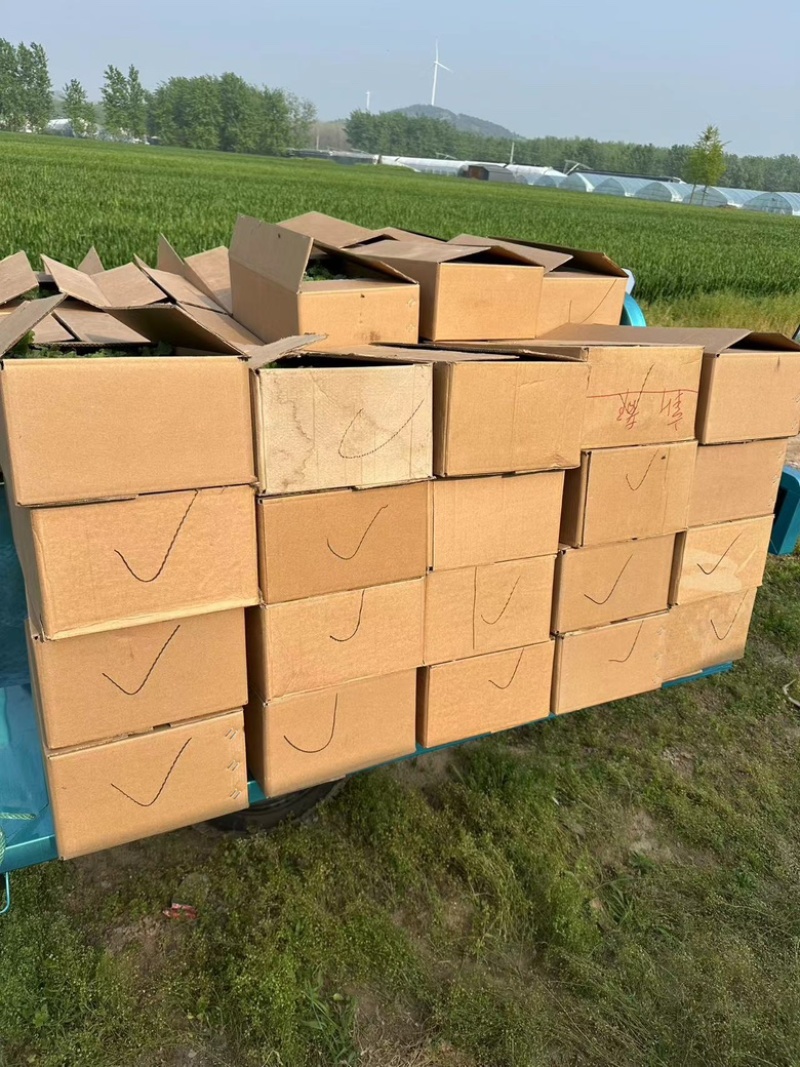 安徽宿州美都西瓜嫁接苗、苗场直供应品质有保障打电话咨询
