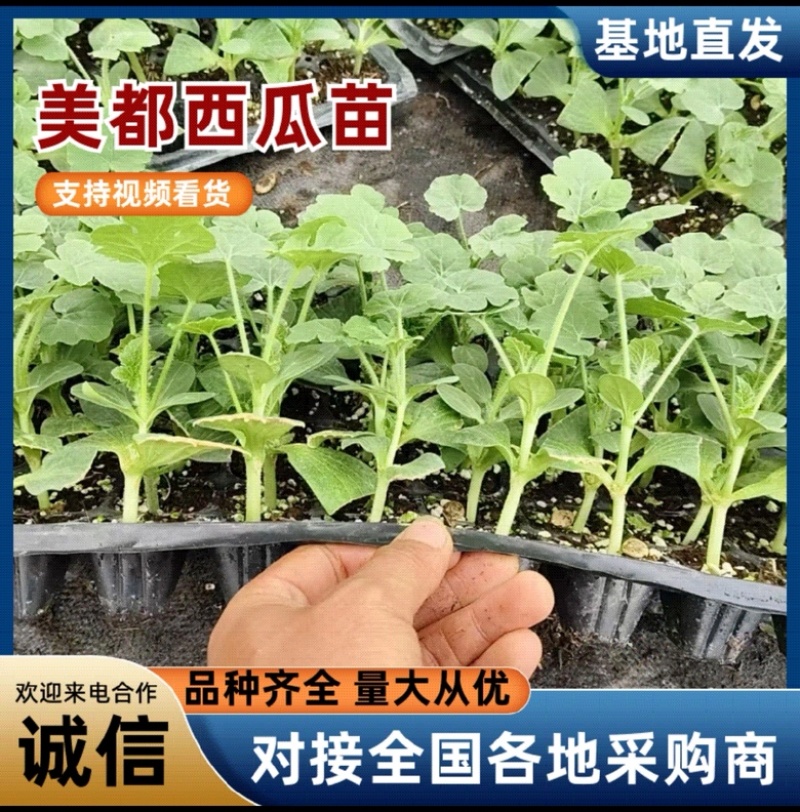 安徽宿州美都西瓜嫁接苗、苗场直供应品质有保障打电话咨询