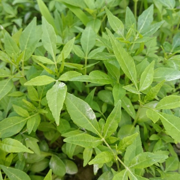 黄柏芽苗基地直供