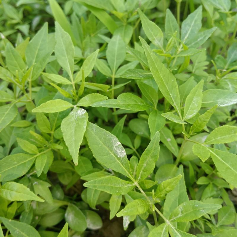黄柏芽苗基地直供